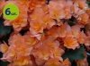 Begonia Solenia Catrina 6 sztuk